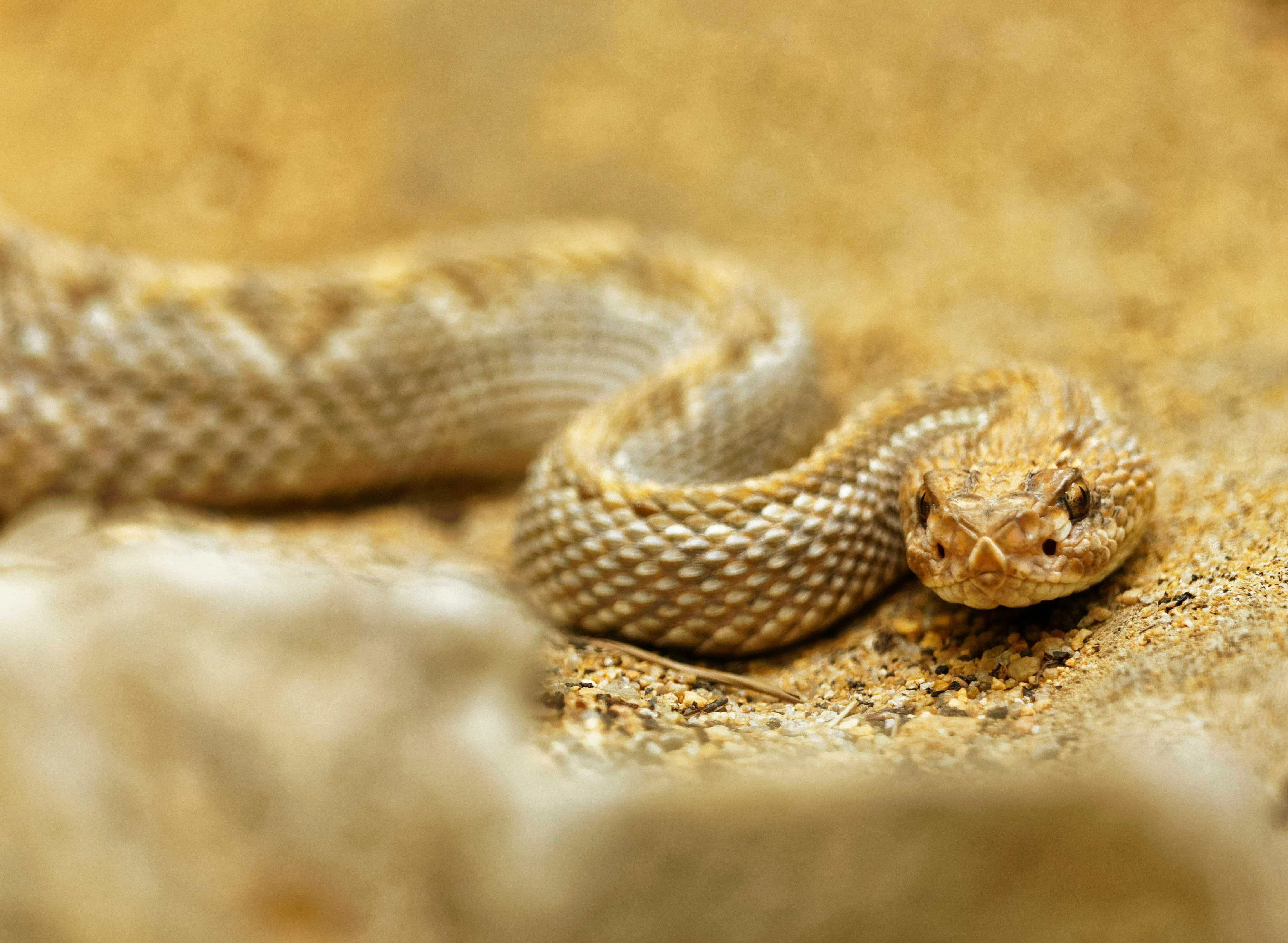 selective focus photo of rattlesnake